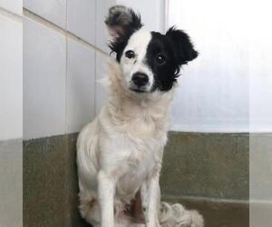Border Collie-Unknown Mix Dogs for adoption in San Antonio, TX, USA