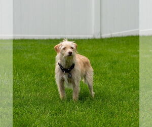 Mutt Dogs for adoption in Princeton, MN, USA