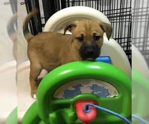 Jack-A-Bee Dogs for adoption in Mechanicsburg, PA, USA