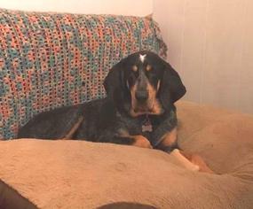 Bluetick Coonhound Dogs for adoption in Warwick, RI, USA
