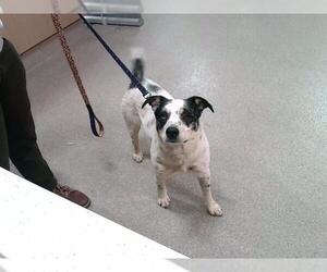 Australian Shepherd-Unknown Mix Dogs for adoption in Louisville, KY, USA
