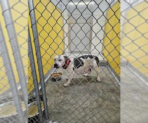 American Pit Bull Terrier Dogs for adoption in Temple, TX, USA