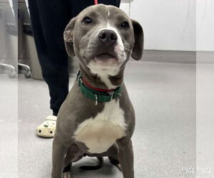 Labrador Retriever-Unknown Mix Dogs for adoption in Washington, DC, USA