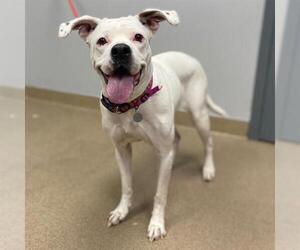 Bullboxer Pit Dogs for adoption in Aurora, CO, USA