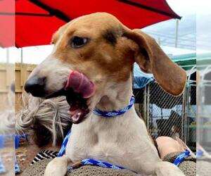 Beagle-Treeing Walker Coonhound Mix Dogs for adoption in Sanderson, FL, USA
