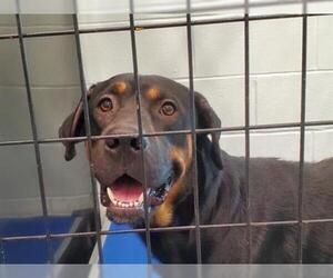 Shepweiller Dogs for adoption in Tavares, FL, USA