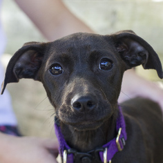 Dachshund-Unknown Mix Dogs for adoption in Baton Rouge, LA, USA