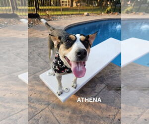 Mutt Dogs for adoption in Garden City, NY, USA