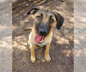 Shepradors Dogs for adoption in Temecula, CA, USA