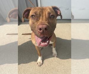 Boxer-Unknown Mix Dogs for adoption in Evansville, IN, USA