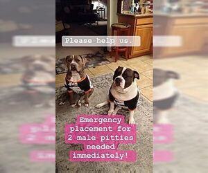 Mutt Dogs for adoption in Dana Point, CA, USA