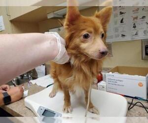 Pomeranian Dogs for adoption in Clyde, NC, USA
