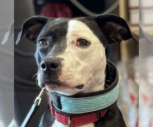 Mutt Dogs for adoption in Guthrie, OK, USA