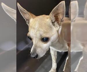 Chihuahua Dogs for adoption in Bakersfield, CA, USA