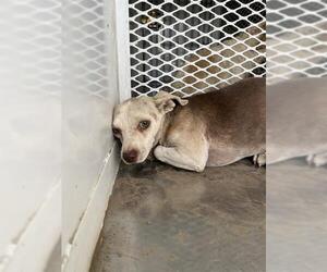 Chihuahua Dogs for adoption in Bakersfield, CA, USA