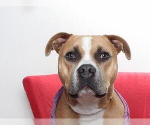 American Staffordshire Terrier Dogs for adoption in Burbank, CA, USA