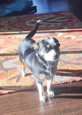 Rat-Cha Dogs for adoption in Tehachapi, CA, USA