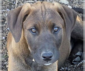 Medium Photo #8 Doberman Pinscher-Unknown Mix Puppy For Sale in Lake Forest, CA, USA