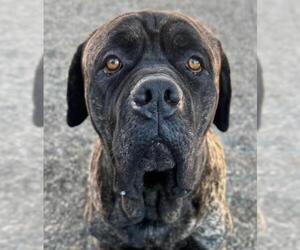 Mastiff Dogs for adoption in Woodland, CA, USA