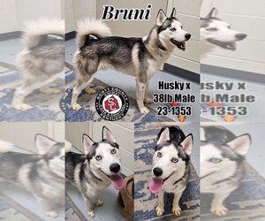 Siberian Husky Dogs for adoption in Georgetown, KY, USA