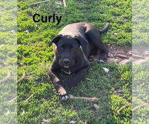 Labrador Retriever-Unknown Mix Dogs for adoption in Topeka, KS, USA