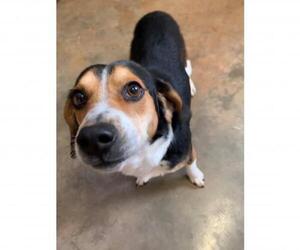 Beagle Dogs for adoption in Harrisville, WV, USA