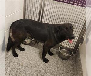 Labrador Retriever Dogs for adoption in Houston, TX, USA