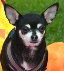 Chihuahua Dogs for adoption in Marina Del Rey, CA, USA