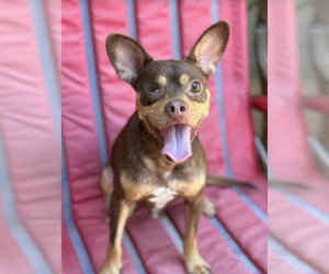 Chihuahua-Unknown Mix Dogs for adoption in Cranston, RI, USA