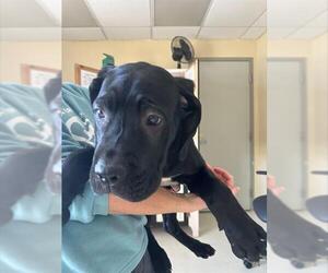 Mutt Dogs for adoption in Santa Cruz, CA, USA