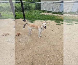 Siberian Husky-Unknown Mix Dogs for adoption in Maquoketa, IA, USA