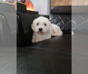Bichon Frise Dogs for adoption in Brewster, NY, USA