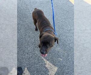 Mutt Dogs for adoption in Houston, TX, USA