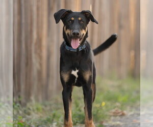 Doberman Pinscher-German Shepherd Dog Mix Dogs for adoption in Salt Lake City, UT, USA