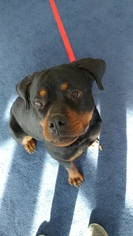 Rottweiler Dogs for adoption in Golden Valley, MN, USA