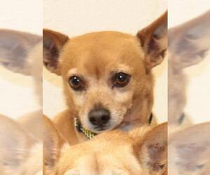 Chihuahua Dogs for adoption in Siren, WI, USA