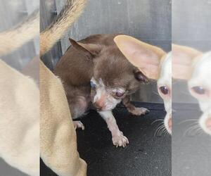 Chihuahua Dogs for adoption in San Antonio, TX, USA