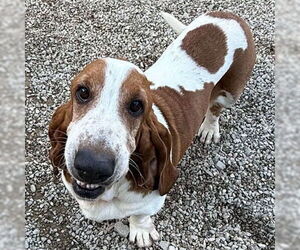 Basset Hound Dogs for adoption in Deepwater, NJ, USA
