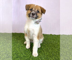 Australian Shepherd-Unknown Mix Dogs for adoption in Corona, CA, USA