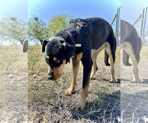Doberman Pinscher Dogs for adoption in Devine, TX, USA