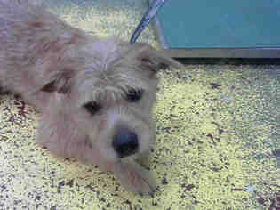 Norwich Terrier Dogs for adoption in Atlanta, GA, USA