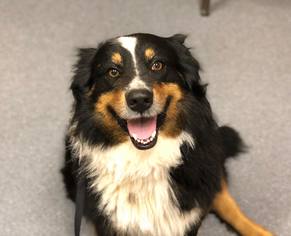 Border Collie Dogs for adoption in Unity, NH, USA