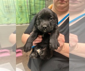 Labrador Retriever-Unknown Mix Dogs for adoption in SHERBURNE, NY, USA