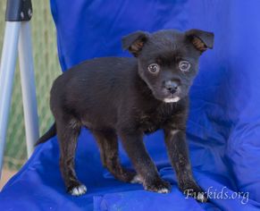 ShiChi Dogs for adoption in Alpharetta, GA, USA