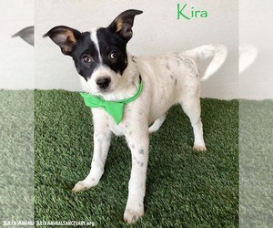 Jack Russell Terrier-Unknown Mix Dogs for adoption in San Diego, CA, USA