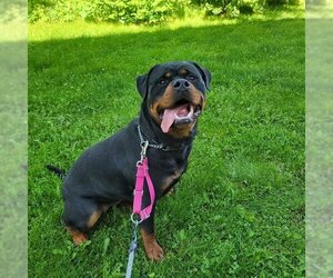 Rottweiler Dogs for adoption in Vaughan, Ontario, Canada