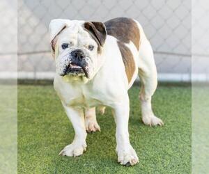 Bulldog Dogs for adoption in Camarillo, CA, USA