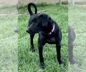 Borador Dogs for adoption in Batavia, OH, USA