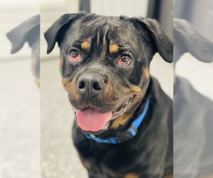 Medium Photo #1 Rottweiler Puppy For Sale in Westminster, MD, USA