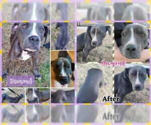 Bullboxer Pit Dogs for adoption in Blacksburg, SC, USA